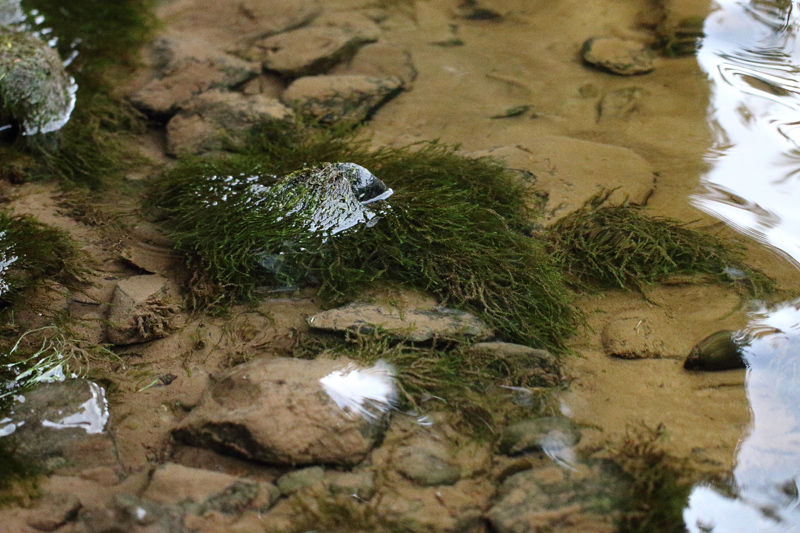 Fontinalis hypnoides